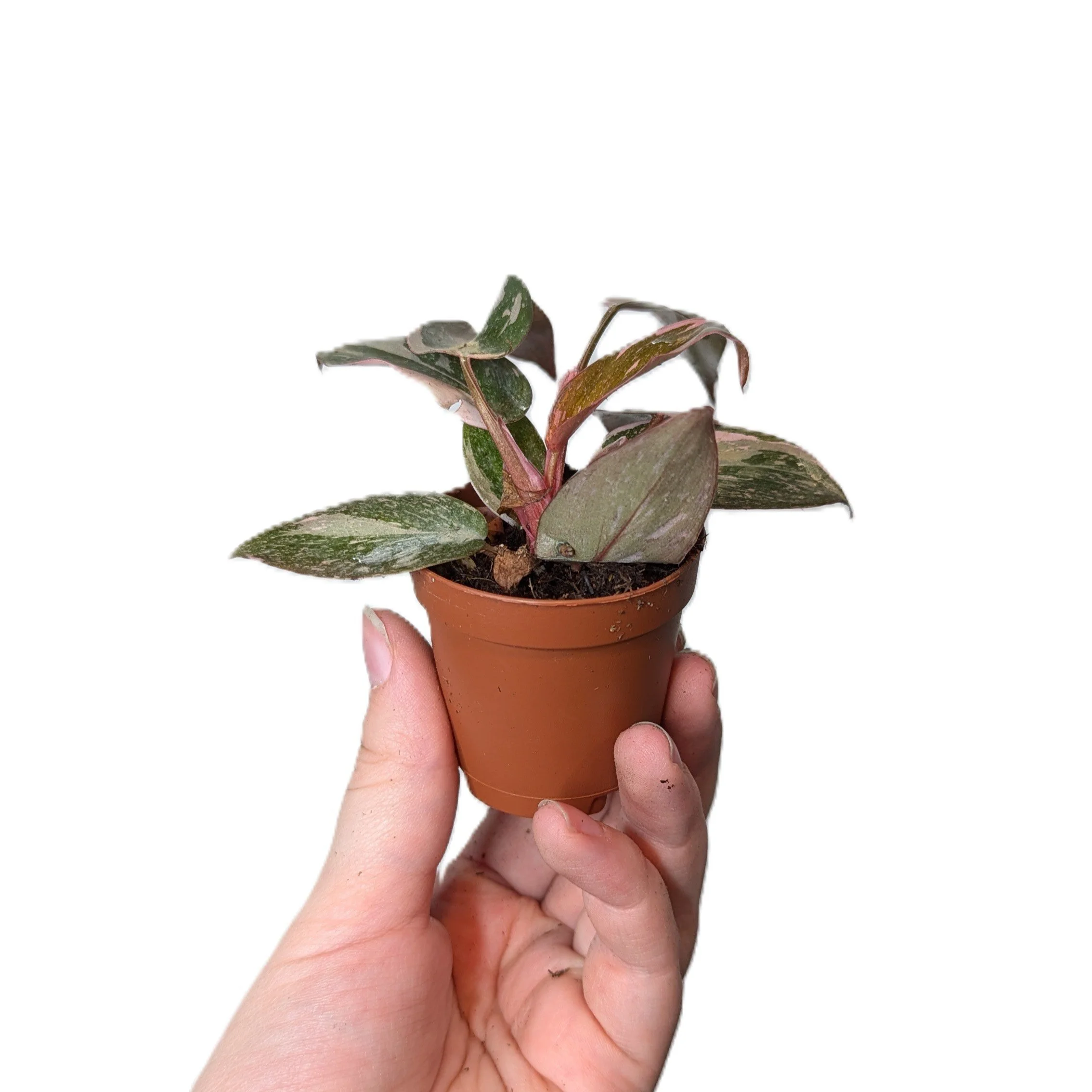 Philodendron Pink Princess — Steph's Sprouts